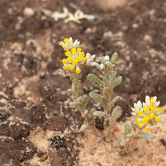 Rhodanthe moschata