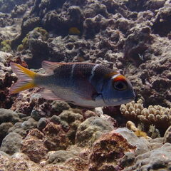 Monotaxis heterodon