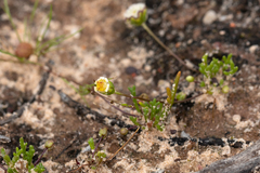 Brachyscome lineariloba