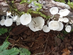Delicatula integrella