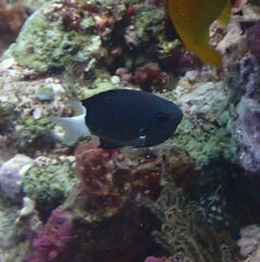 Pycnochromis margaritifer