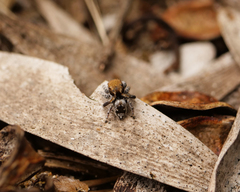 Maratus albus