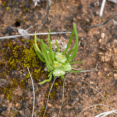 Isoetopsis graminifolia