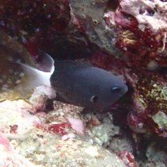 Pycnochromis margaritifer