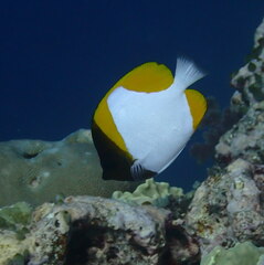 Hemitaurichthys polylepis