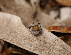 Maratus albus