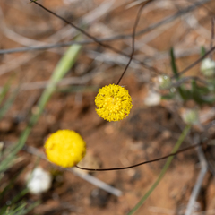 Asteridea athrixioides
