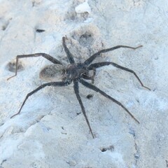 Pardosa