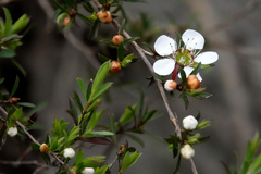 Leptospermum