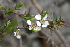 Leptospermum