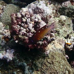 Bodianus dictynna