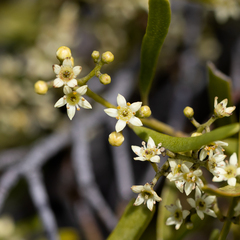 Geijera linearifolia