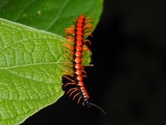 Helicorthomorpha holstii