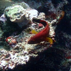 Cephalopholis urodeta