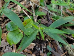 Dichanthelium commutatum