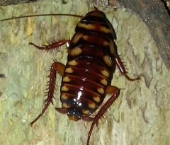 Blattinae