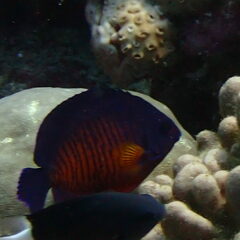 Centropyge bispinosa