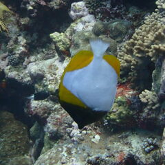 Hemitaurichthys polylepis