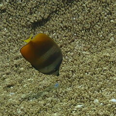 Chaetodon kleinii