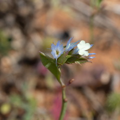 Limonium lobatum