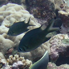 Chromis weberi