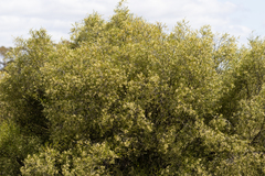 Geijera linearifolia