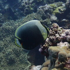 Chaetodon reticulatus