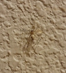 Cheiracanthium mildei