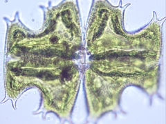 Micrasterias depauperata