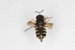 Stratiomys badia