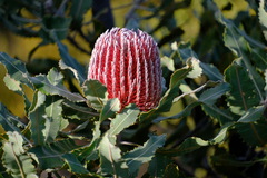 Banksia menziesii