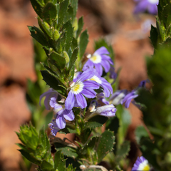 Scaevola aemula