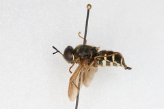 Stratiomys badia