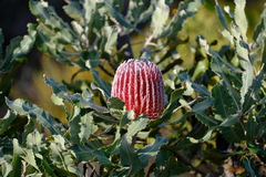 Banksia menziesii
