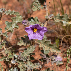 Solanum petrophilum