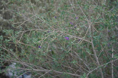 Lycianthes lycioides