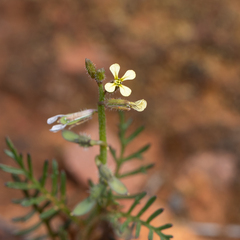 Carrichtera annua