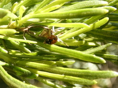 Adalia angulifera