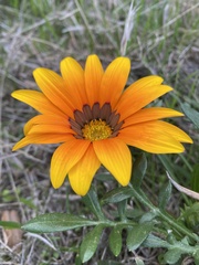 Gazania × splendens