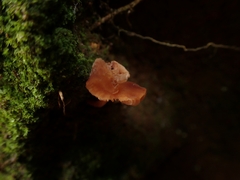 Hydnangiaceae