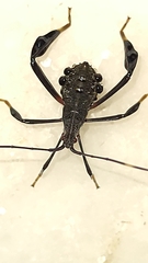 Acanthocephalini
