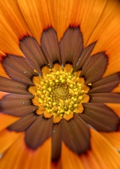 Gazania × splendens