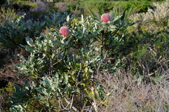 Banksia menziesii