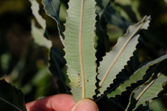 Banksia menziesii