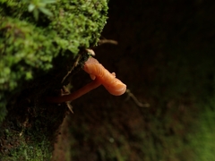 Hydnangiaceae