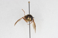Stratiomys badia