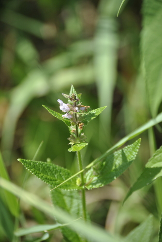 Image of Stachys hispida by (c) Skyler Principe, some rights reserved (CC BY)