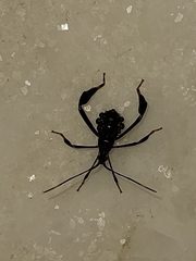 Acanthocephalini