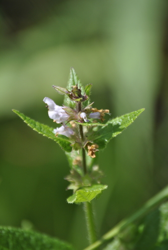 Image of Stachys hispida by (c) Skyler Principe, some rights reserved (CC BY)