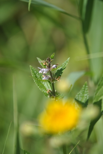 Image of Stachys hispida by (c) Skyler Principe, some rights reserved (CC BY)